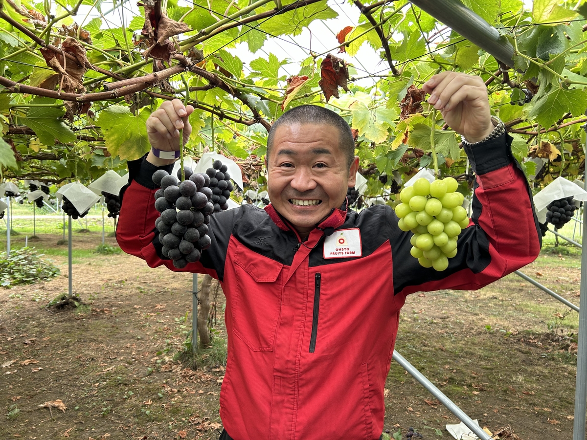 NX-7 いろどりぶどうセット 約3kg | 王将果樹園